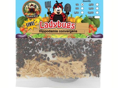 150 Live Ladybugs - Good Bugs - Ladybugs - Guaranteed Live Delivery! Online Hot Sale