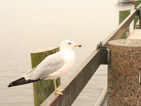 White Seagull Portrait Cheap