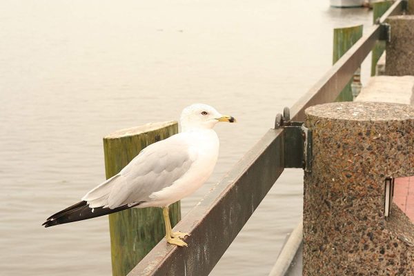 White Seagull Portrait Cheap