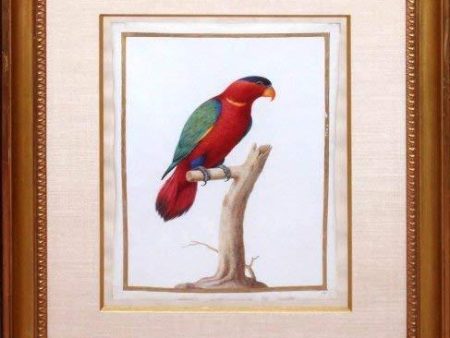 Fictitious Parrot on Sale