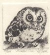 Boreal Owl For Cheap