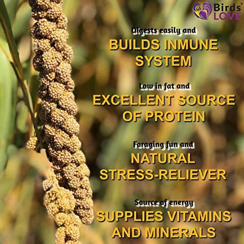 Birds LOVE Spray Millet Non-GMO for Birds Cockatiel Lovebird Parakeet Finch Canary All Parrots Healthy Treat Online