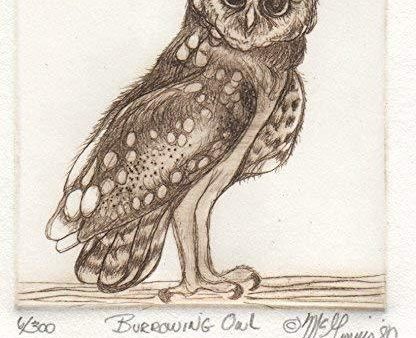 Burrowing Owl Cheap