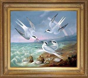 Havell Terns at the Shore For Cheap